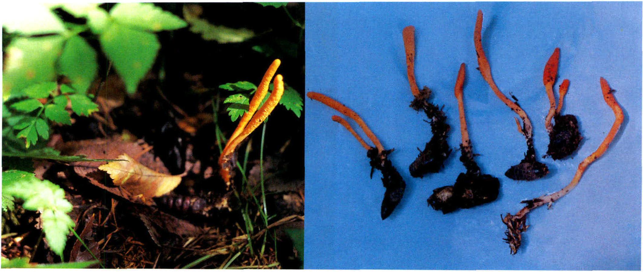 Cordyceps militaris(L.) Link.